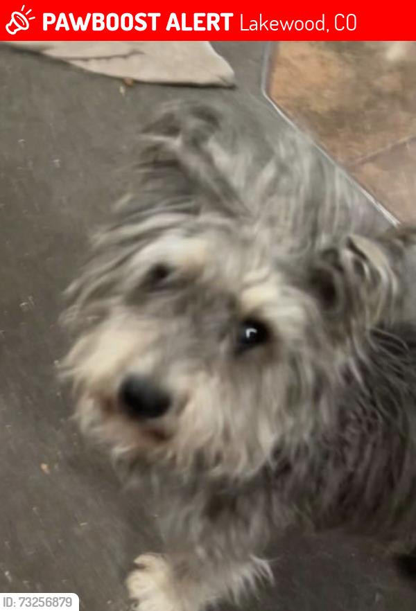 Lost Male Dog last seen Mississippi & Garrison, Lakewood, CO 80232