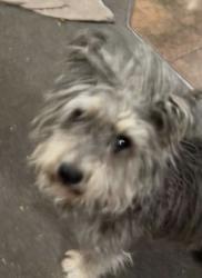 Lost Male Dog last seen Mississippi & Garrison, Lakewood, CO 80232