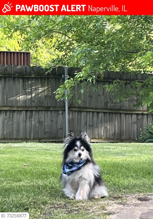Lost Male Dog last seen Book Rd & 103rd, Naperville, IL 60564