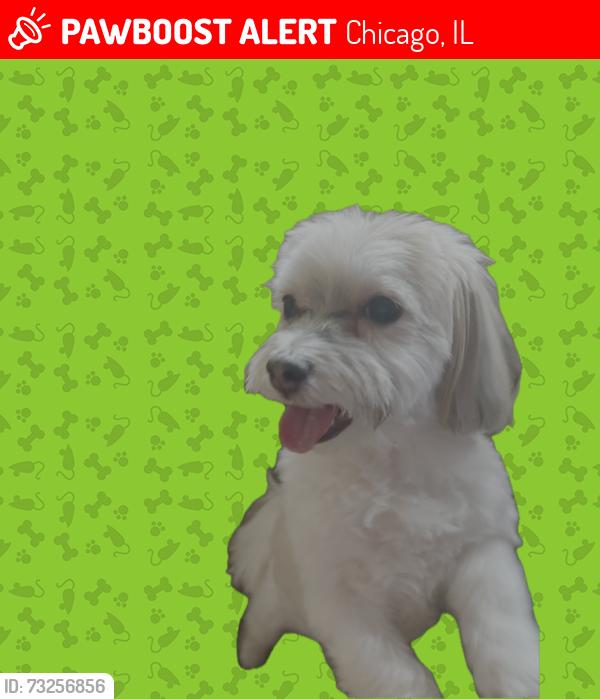 Lost Female Dog last seen WASHTENAW and LUNT near Indian Boundary Park, Chicago, IL 60645