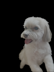 Lost Female Dog last seen WASHTENAW and LUNT near Indian Boundary Park, Chicago, IL 60645