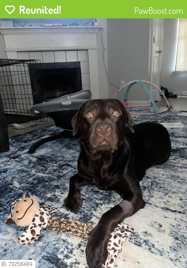 Reunited Male Dog last seen Trailwood ln, Lexington, KY 40511