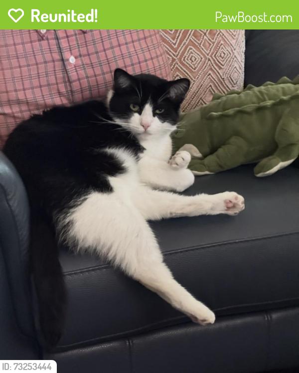 Reunited Male Cat last seen Surebrook and Prospect, Tustin, CA 92780