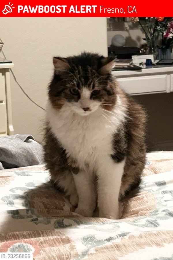 Lost Female Cat last seen Del Mar and Audobon, Fresno, CA 93721