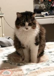 Lost Female Cat last seen Del Mar and Audobon, Fresno, CA 93721