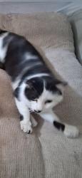 Lost Male Cat last seen Cloverleaf mobile home park, Fort Collins, CO 80524