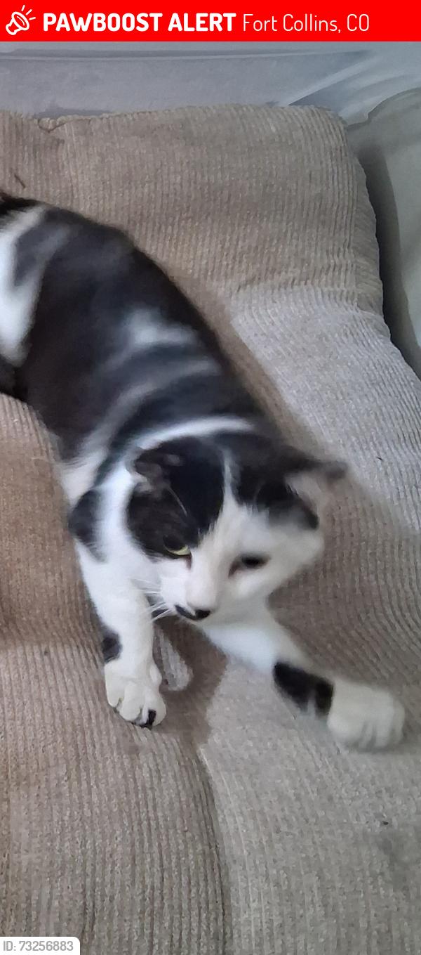 Lost Male Cat last seen Cloverleaf mobile home park, Fort Collins, CO 80524