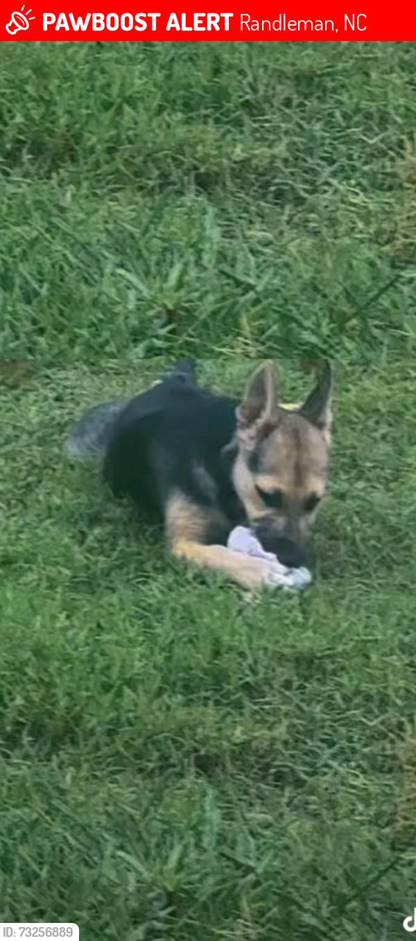 Lost Female Dog last seen Ceader swear exit area, Randleman, NC 27317