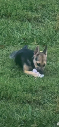 Lost Female Dog last seen Ceader swear exit area, Randleman, NC 27317