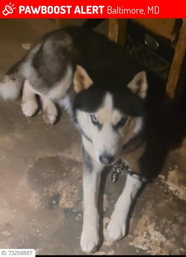 Lost Male Dog last seen Oakfield Avenue in Fairfax road., Baltimore, MD 21216