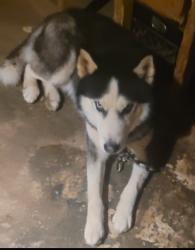 Lost Male Dog last seen Oakfield Avenue in Fairfax road., Baltimore, MD 21216