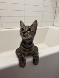 Found/Stray Female Cat last seen Blue Jacket Park, Orlando, FL 32814