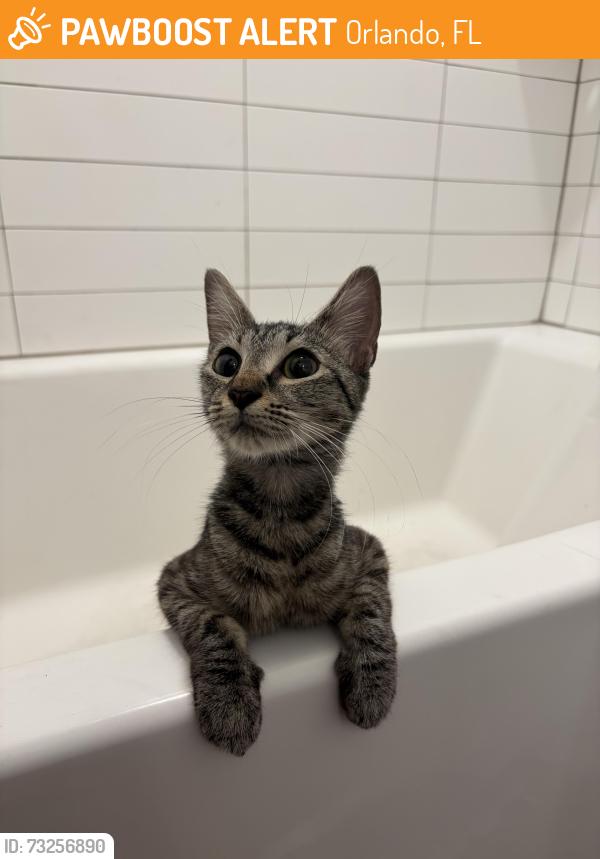 Found/Stray Female Cat last seen Blue Jacket Park, Orlando, FL 32814