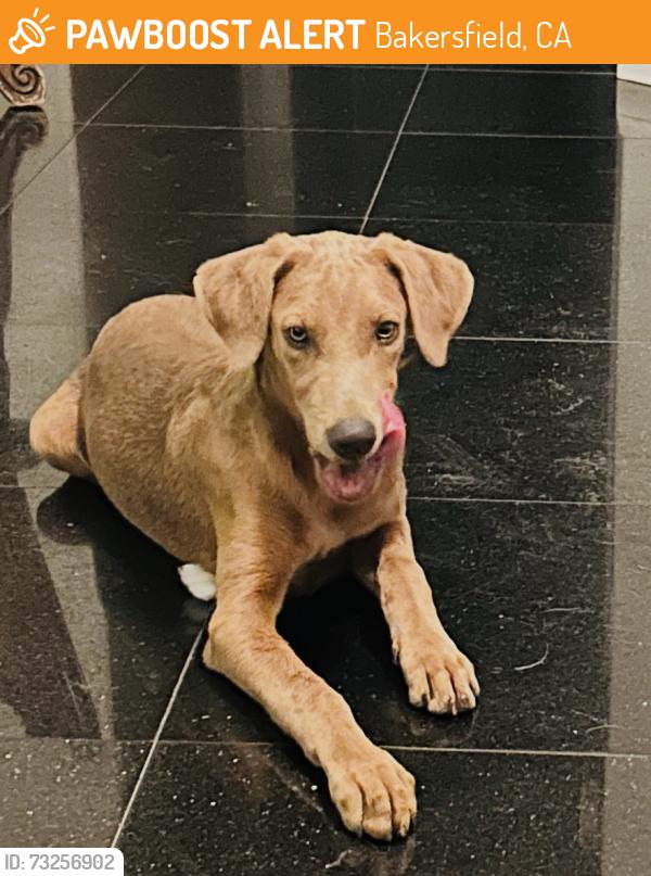 Found/Stray Male Dog last seen S Union Ave & Panama Ln, Bakersfield, CA 93307