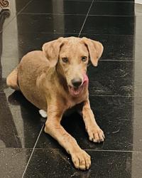 Found/Stray Male Dog last seen S Union Ave & Panama Ln, Bakersfield, CA 93307