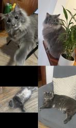 Lost Male Cat last seen Clay st, Harvey st, Day st,, Green Bay, WI 54302