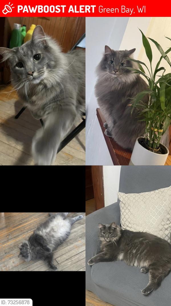 Lost Male Cat last seen Clay st, Harvey st, Day st,, Green Bay, WI 54302