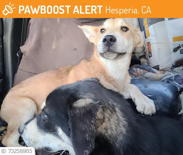 Found/Stray Male Dog last seen 5th st and eucalyptus, Hesperia, CA 92345