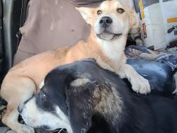 Found/Stray Male Dog last seen 5th st and eucalyptus, Hesperia, CA 92345