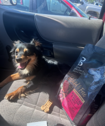 Reunited Male Dog last seen Near Ray's in gold hill Oregon, Gold Hill, OR 97525