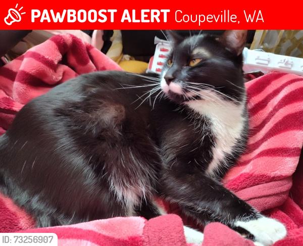 Lost Male Cat last seen Near madrona way, Coupeville, WA 98239