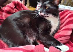 Lost Male Cat last seen Near madrona way, Coupeville, WA 98239