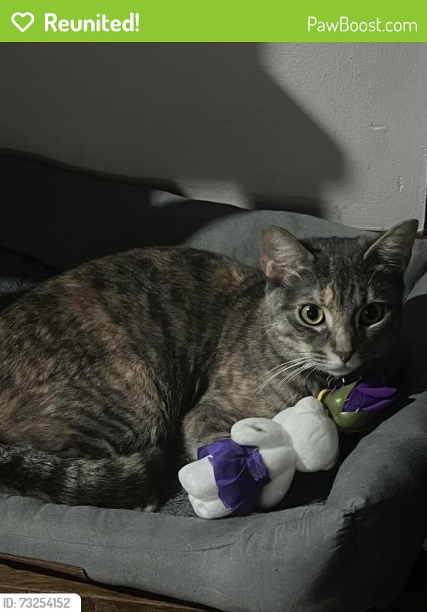 Reunited Female Cat last seen Timberwood drive, Fayetteville, NC 28314