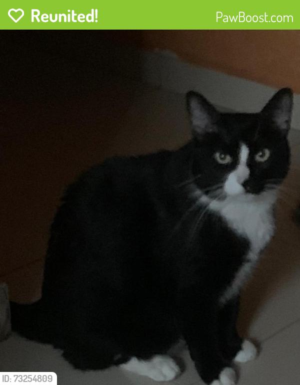 Reunited Male Cat last seen Proximo Restaurante Feijao Corda Av Mutinga, Jardim Vista Linda, SP 05159-300