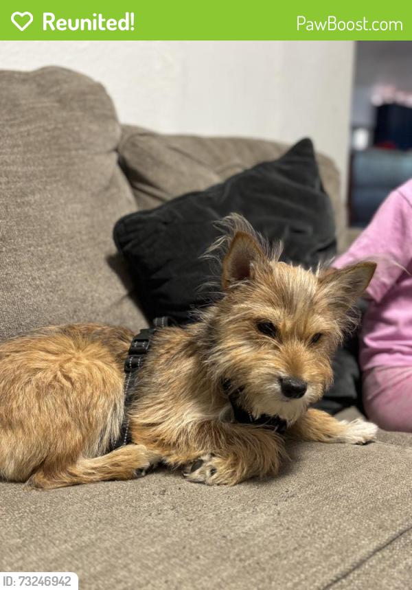 Reunited Male Dog last seen Dayton st, Sacramento, CA 95838