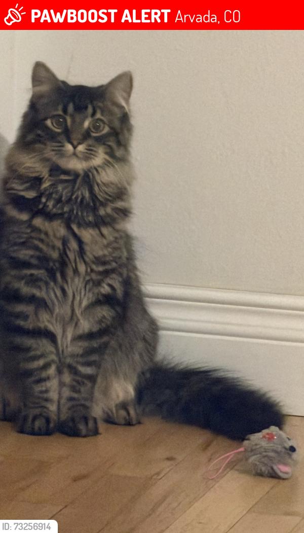 Lost Male Cat last seen 65th Ward, Arvada, CO 80004