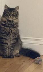 Lost Male Cat last seen 65th Ward, Arvada, CO 80004