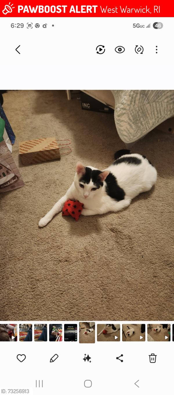 Lost Male Cat last seen Rt 2 near Quaker Lane, West Warwick, RI 02893