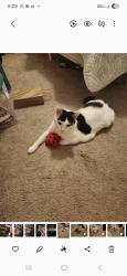 Lost Male Cat last seen Rt 2 near Quaker Lane, West Warwick, RI 02893