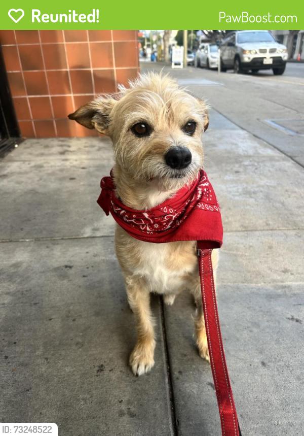 Reunited Male Dog last seen Fillmore & Greenwich, San Francisco, CA 94123