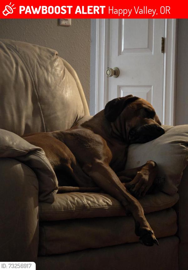 Lost Male Dog last seen Happy Valley Park, Happy Valley, OR 97086