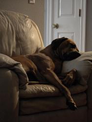 Lost Male Dog last seen Happy Valley Park, Happy Valley, OR 97086