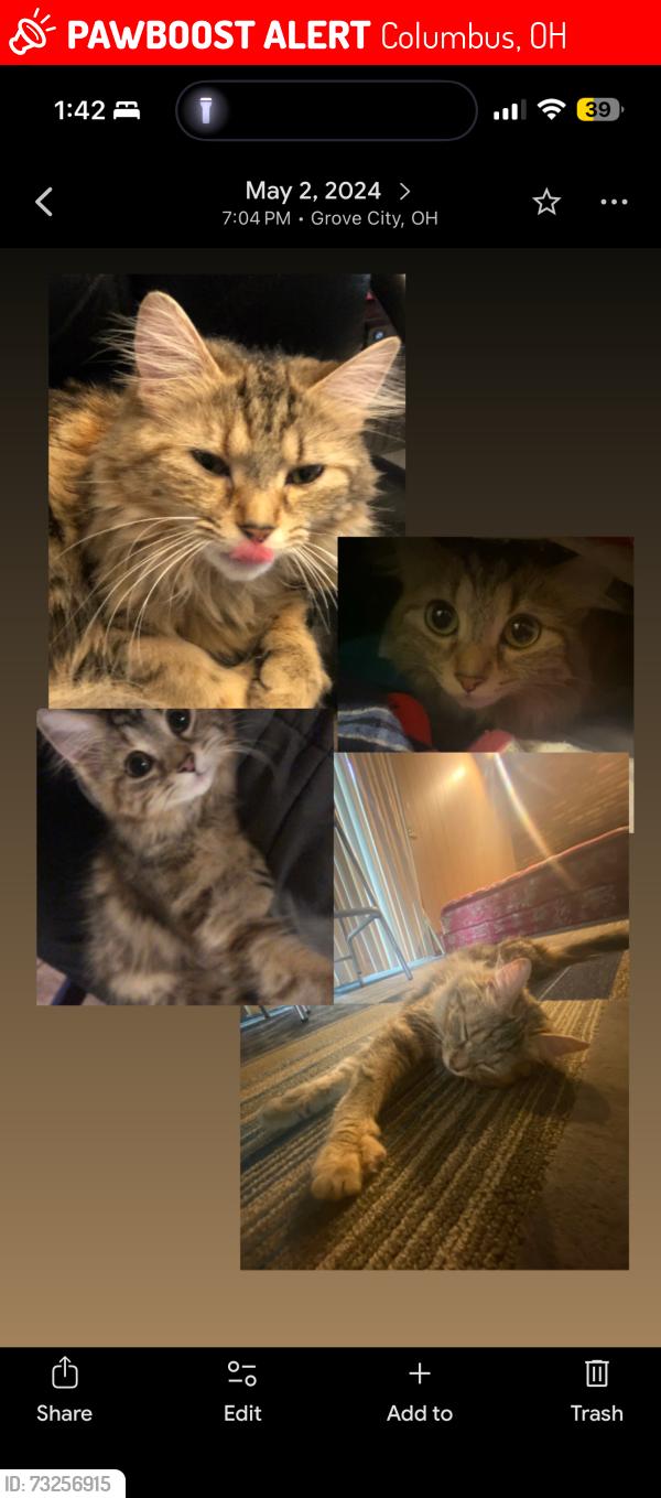 Lost Female Cat last seen Columbus st, Columbus, OH 43232