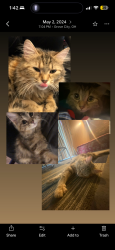 Lost Female Cat last seen Columbus st, Columbus, OH 43232