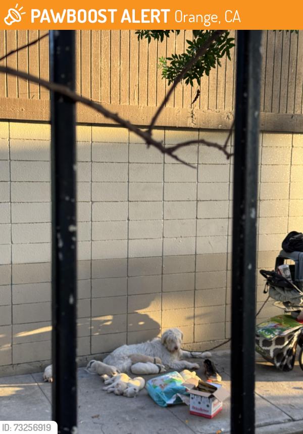 Found/Stray Female Dog last seen Hart Park behind the bathrooms next to fence right next to the baseball field, Orange, CA 92866