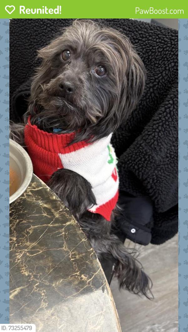 Reunited Male Dog last seen St. John street Allentown pa 18103, Allentown, PA 18103