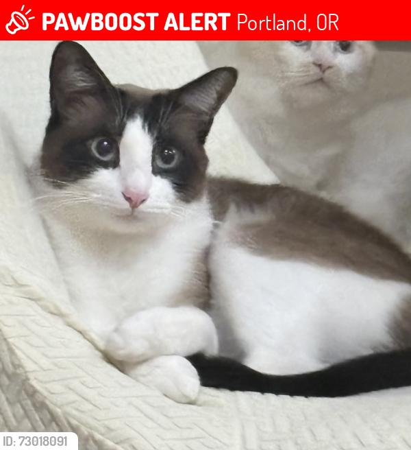 Lost Male Cat last seen SE 148th ave and SE Duke ST, Portland, OR 97236