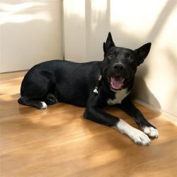 Shelter Stray Male Dog last seen , 38550 Sierra Hwy, Palmdale, CA 93550, USA