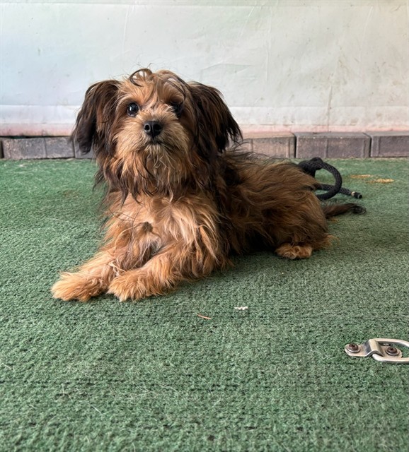 Shelter Stray Female Dog last seen , 4275 Elton St, Baldwin Park, CA 91706, USA