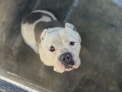 Shelter Stray Male Dog last seen , 957 N Gaffey St, San Pedro, CA 90731, USA