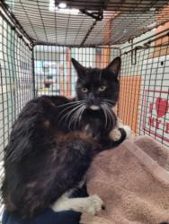 Shelter Stray Male Cat last seen , 957 N Gaffey St, San Pedro, CA 90731, USA