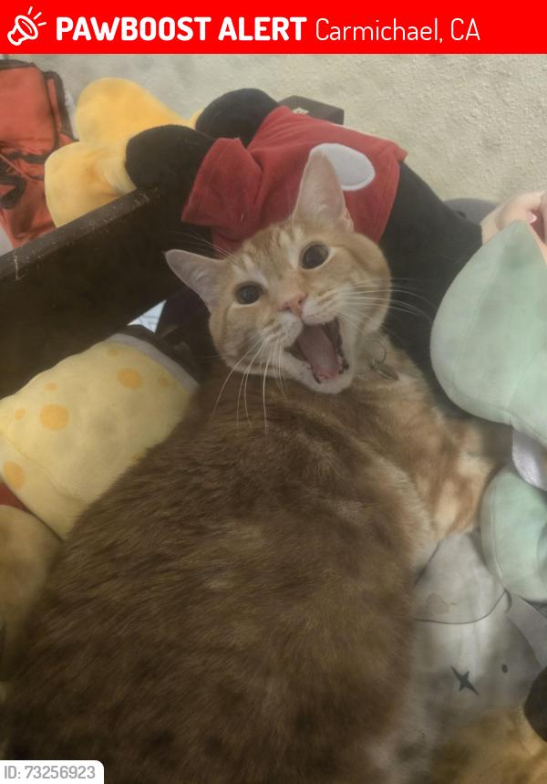 Lost Male Cat last seen Fair Oaks Blvd, Rivers Edge apmts, Carmichael, CA 95608