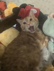 Lost Male Cat last seen Fair Oaks Blvd, Rivers Edge apmts, Carmichael, CA 95608