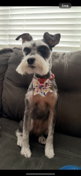 Reunited Female Dog last seen Eugene street and Amboy road , ran into woods, Staten Island, NY 10309