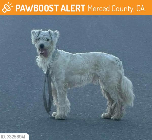 Found/Stray Unknown Dog last seen Dog is staying in between Arboleda & Wardrobe - Le Grand Rd, Merced, Merced County, CA 95333