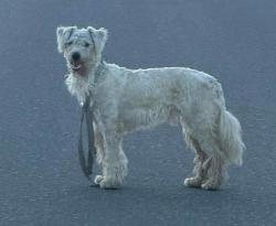 Found/Stray Unknown Dog last seen Dog is staying in between Arboleda & Wardrobe - Le Grand Rd, Merced, Merced County, CA 95333